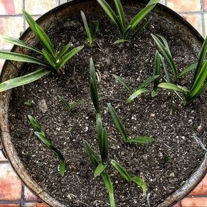 Meet your Posher, Martha